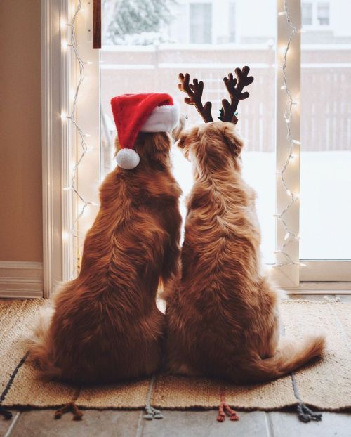 Mascotas XMAS