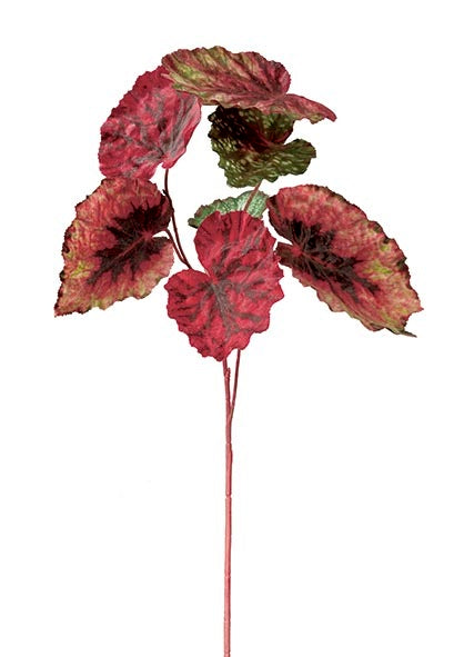 Hojas Begonia