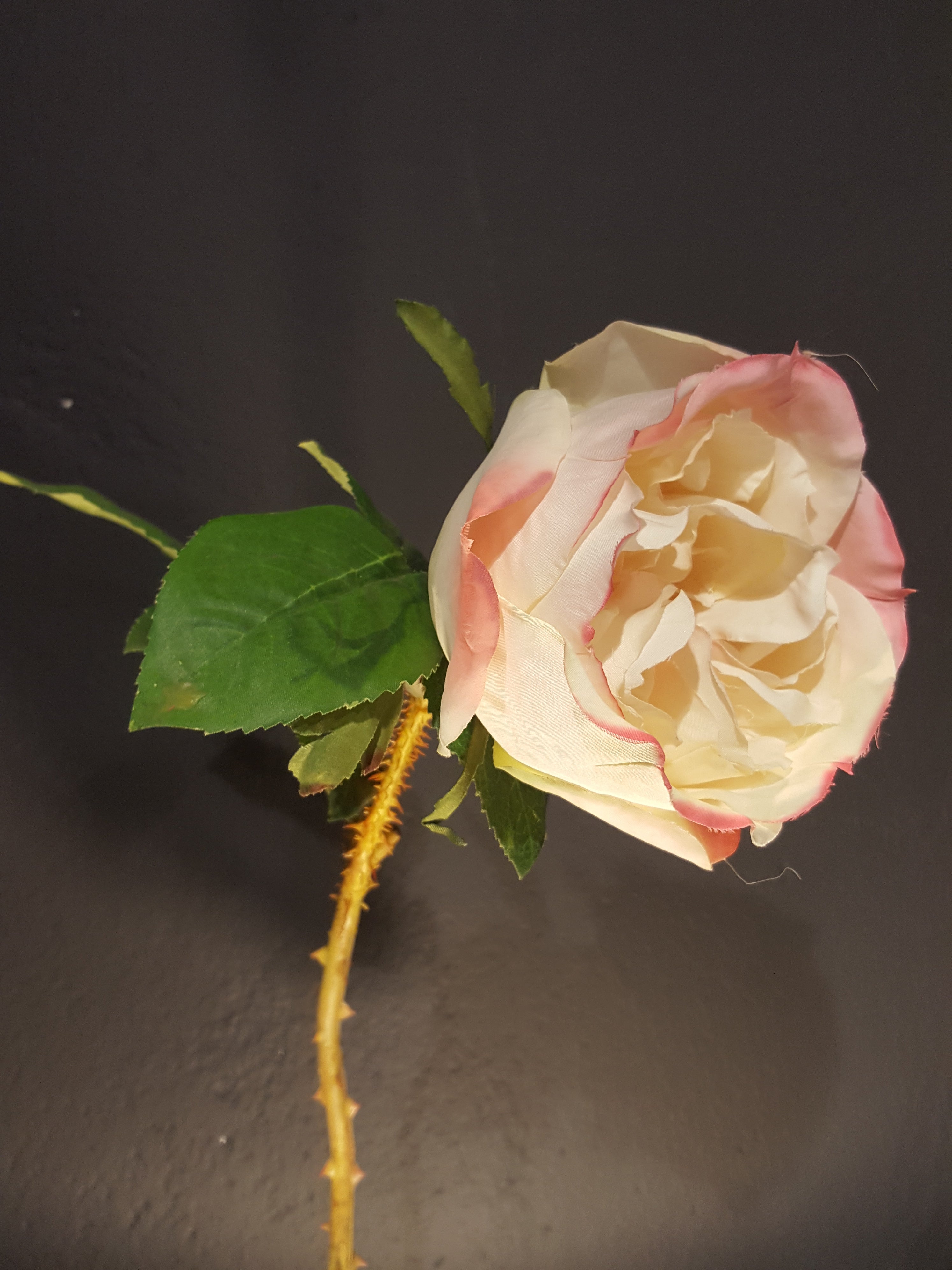 Rosa Silvestre d'Aragon.