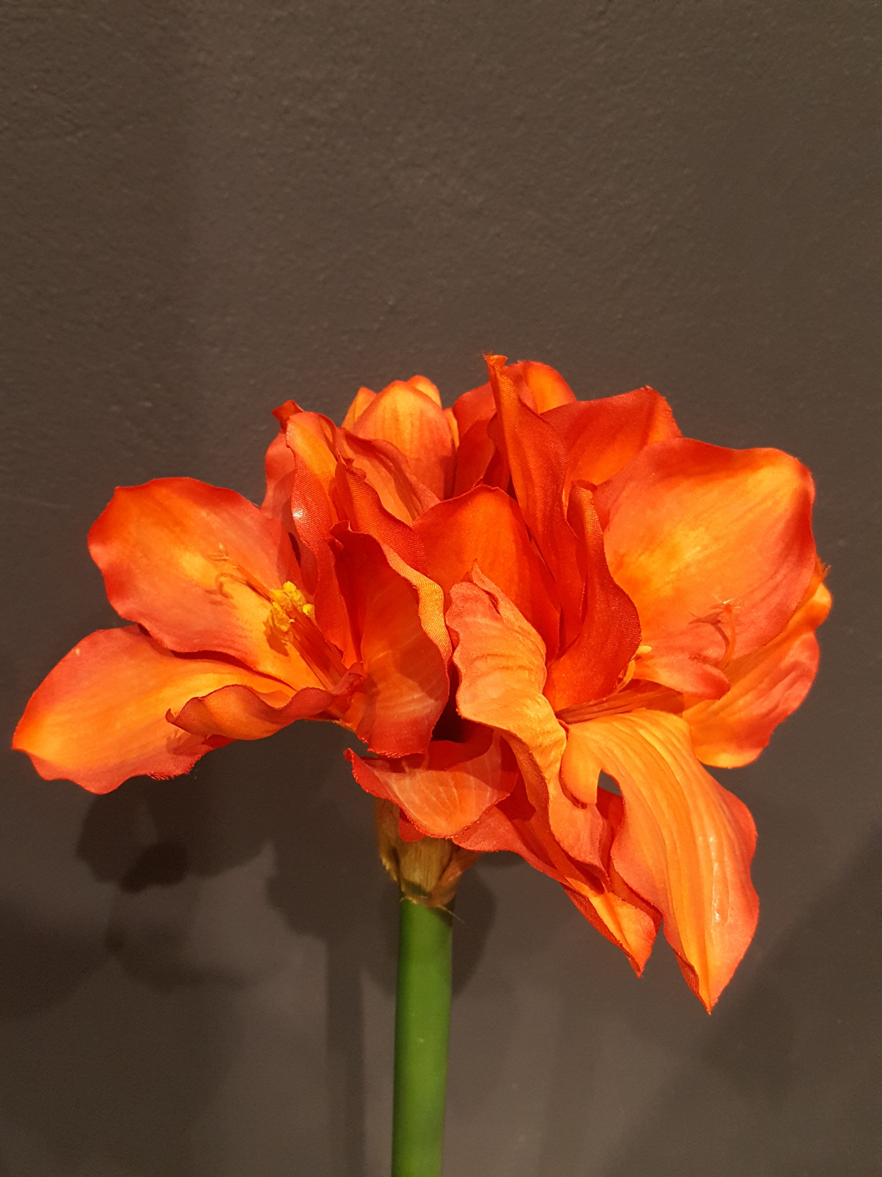 Amarilis