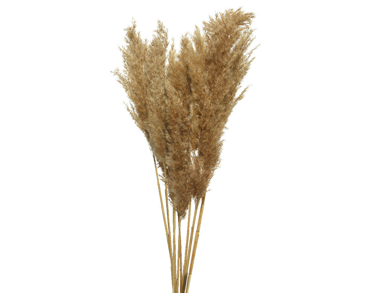 penacho natural ref. 564