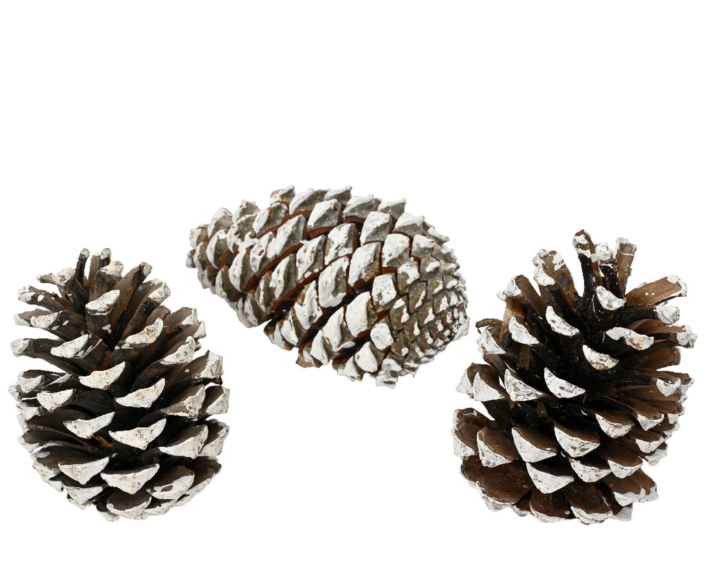 Piñas naturales de pino 15.00cm
