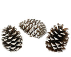 Piñas naturales de pino 15.00cm