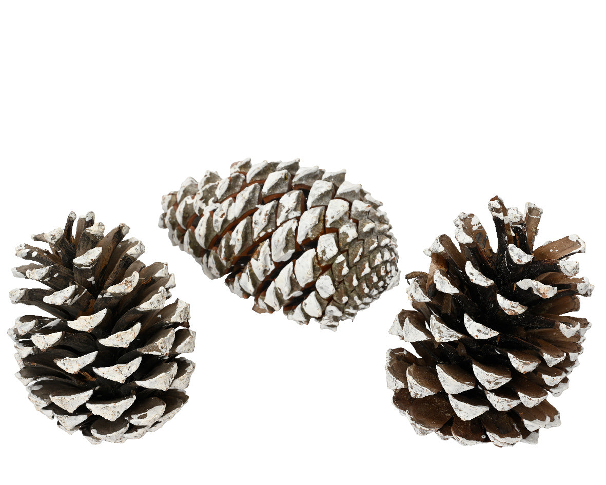 Piñas naturales de pino 15.00cm