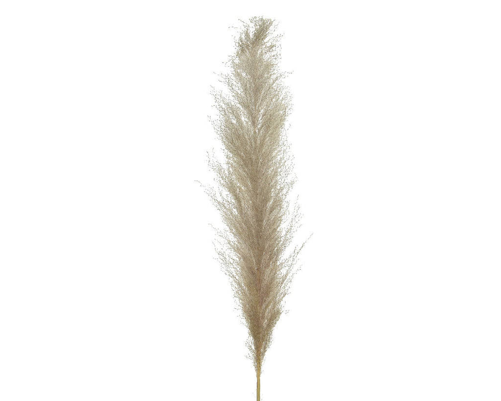 Pampas secas naturales núm. 837159