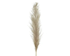 Pampas secas naturales núm. 837159