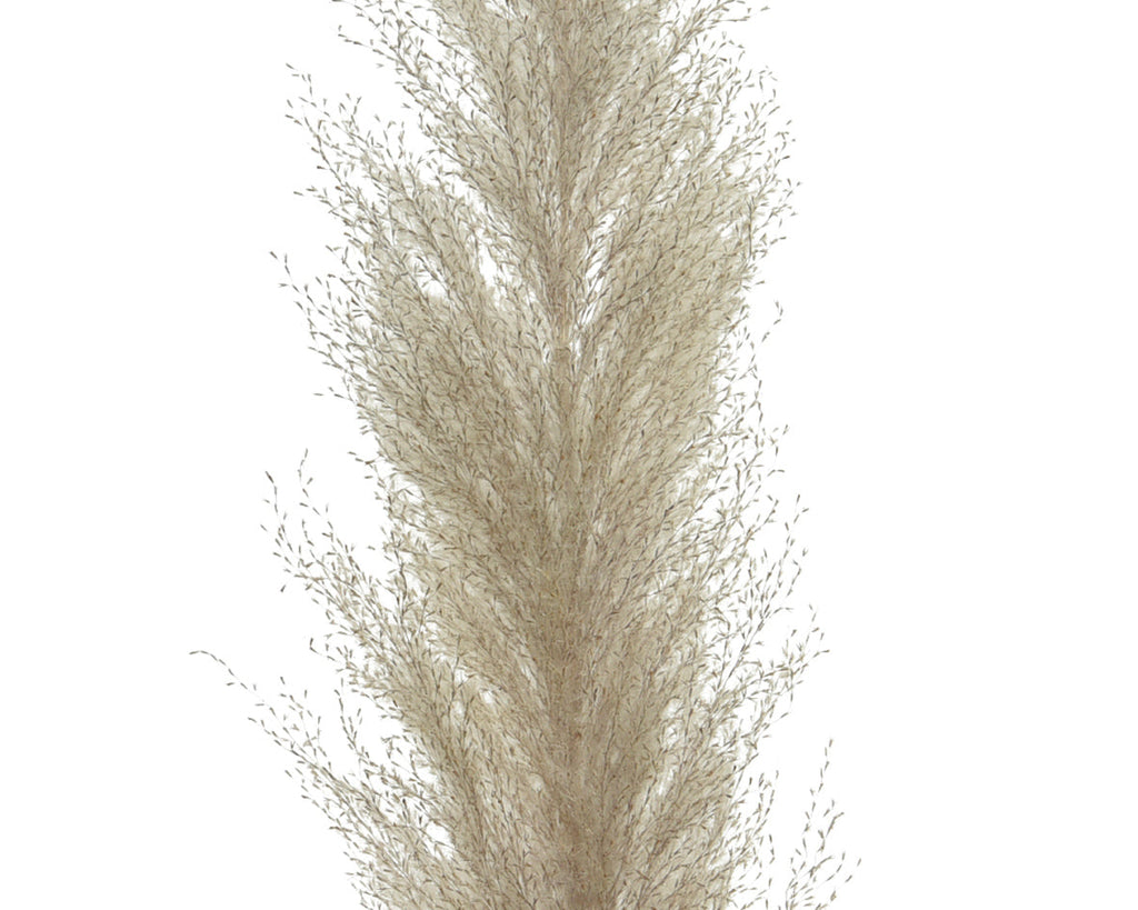 Pampas secas naturales núm. 837159