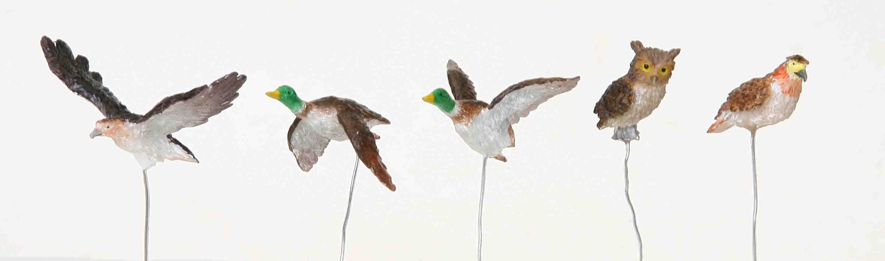 Aves Variadas, Set De 5