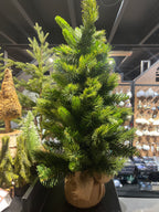Edmonton spruce mini árbol 75cm