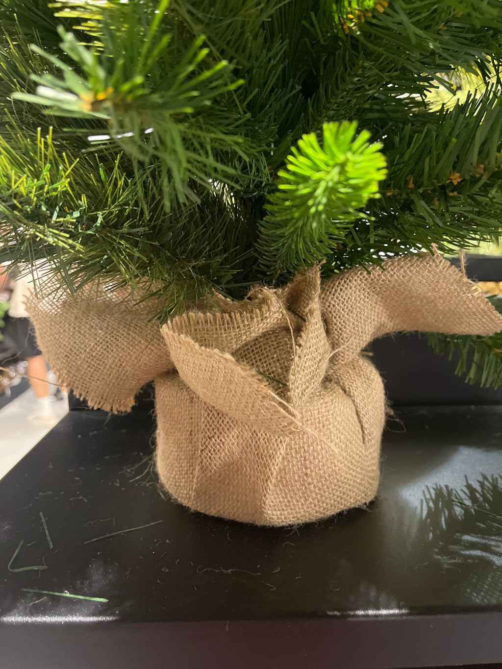 Edmonton spruce mini árbol 75cm