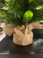 Edmonton spruce mini árbol 75cm