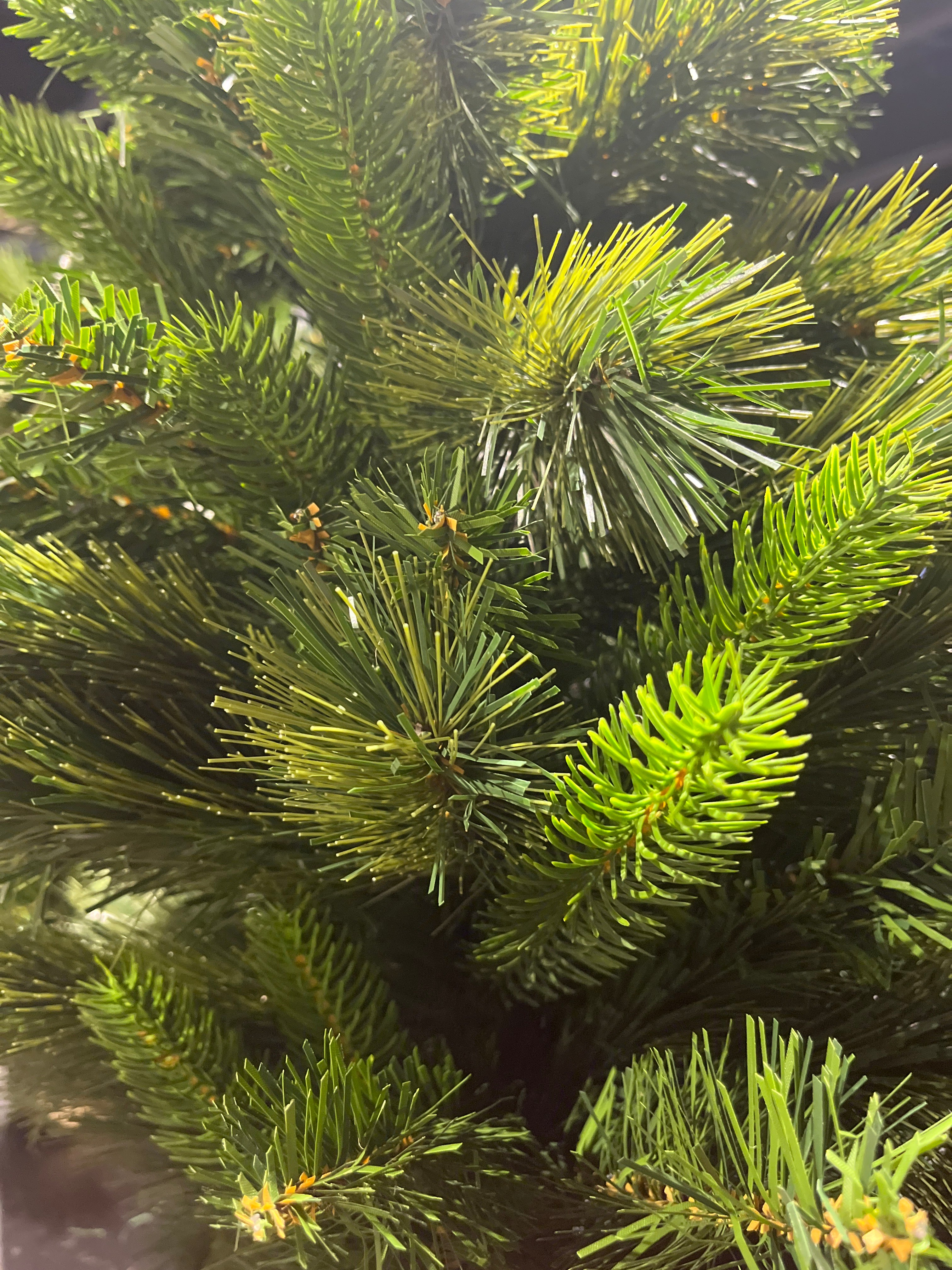 Edmonton spruce mini árbol 75cm