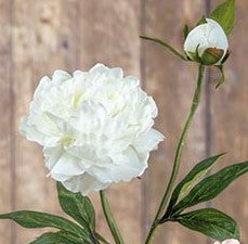 Rama Peonia