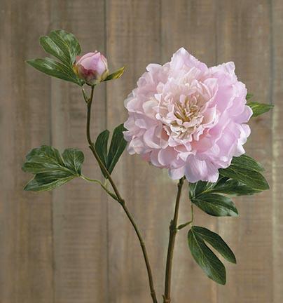Peonia rosa