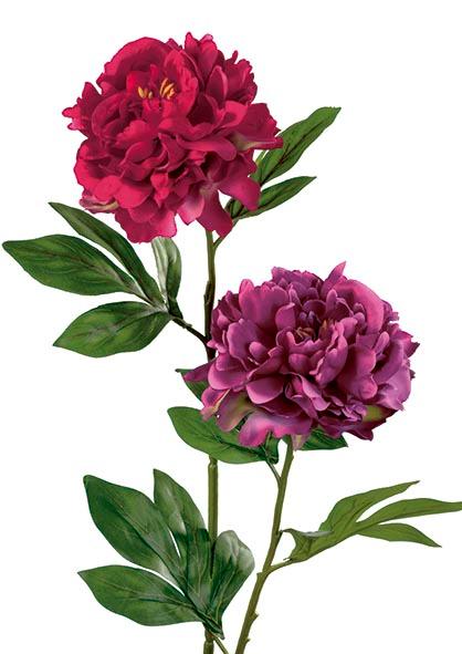 Peonia Cereza