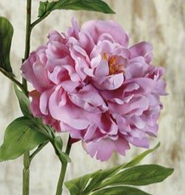 Peonia. 77 Cm. Malva.