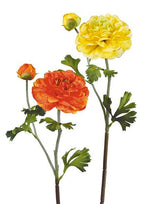 Ranúnculos núm. 30
