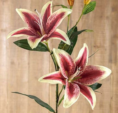 Lilium