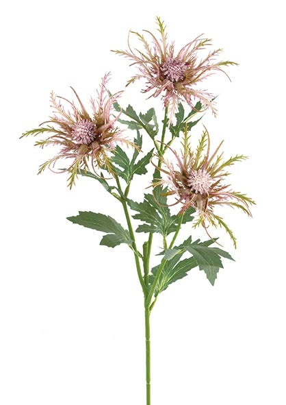 Rama Eryngium