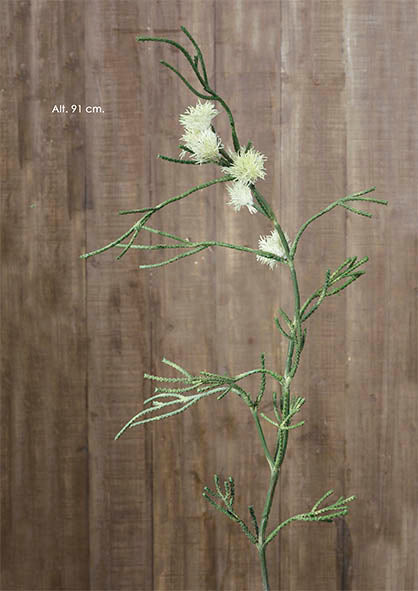 Grevillea crema