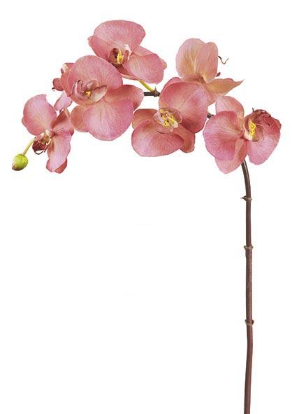 Orquidea alevilla