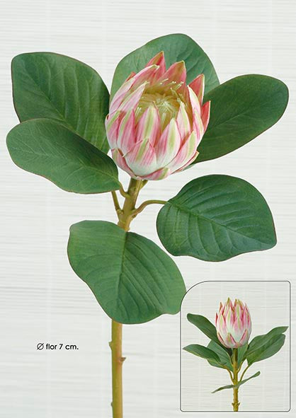 Protea. 51 Cm. Mixturado.