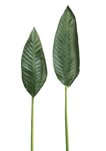 Hoja esterlicia