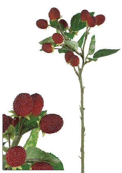 Moras en rama