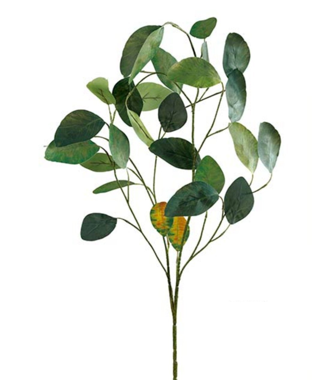 Eucalipto de aspecto seco