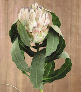 Protea reyna