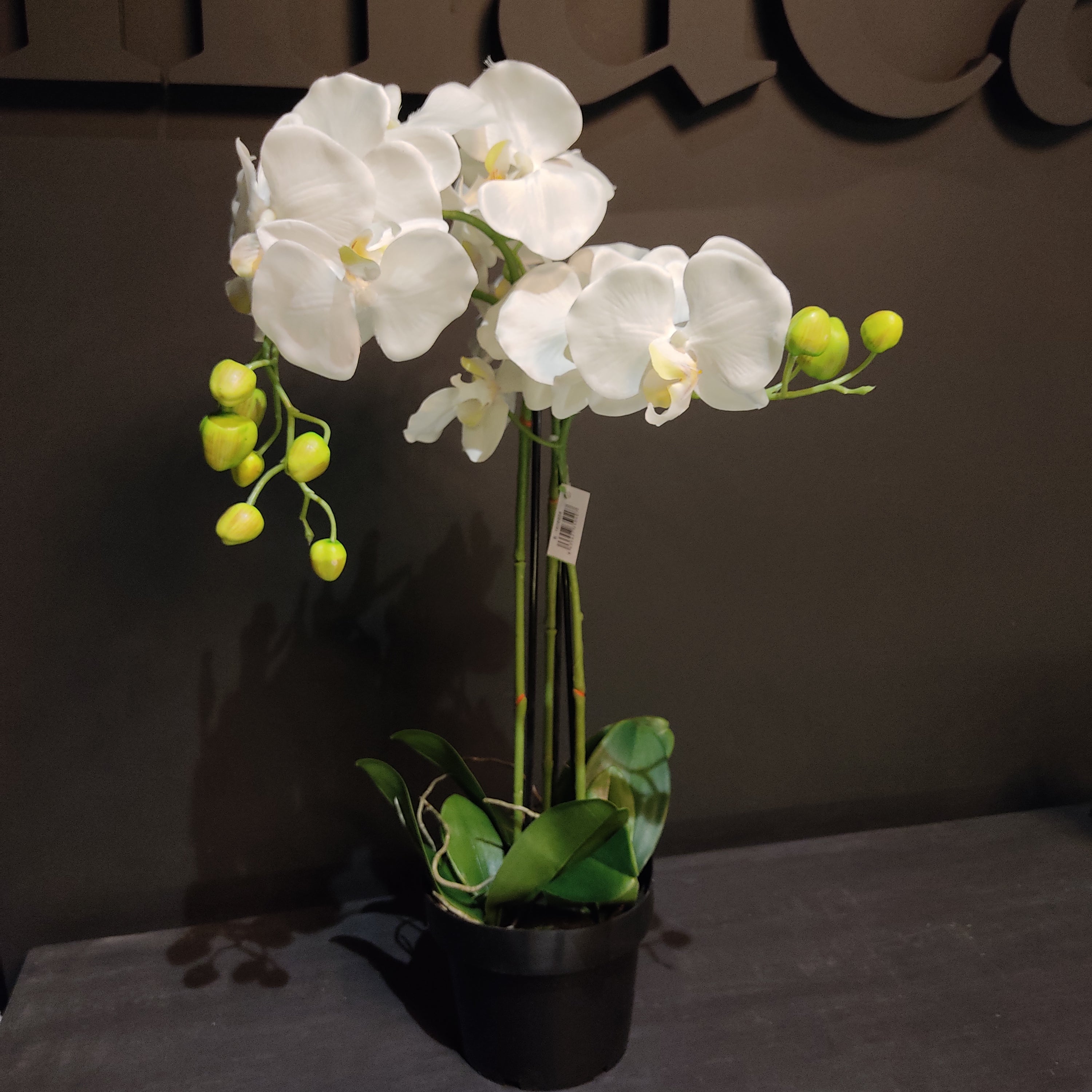 Orquidea de tres varas en maceta