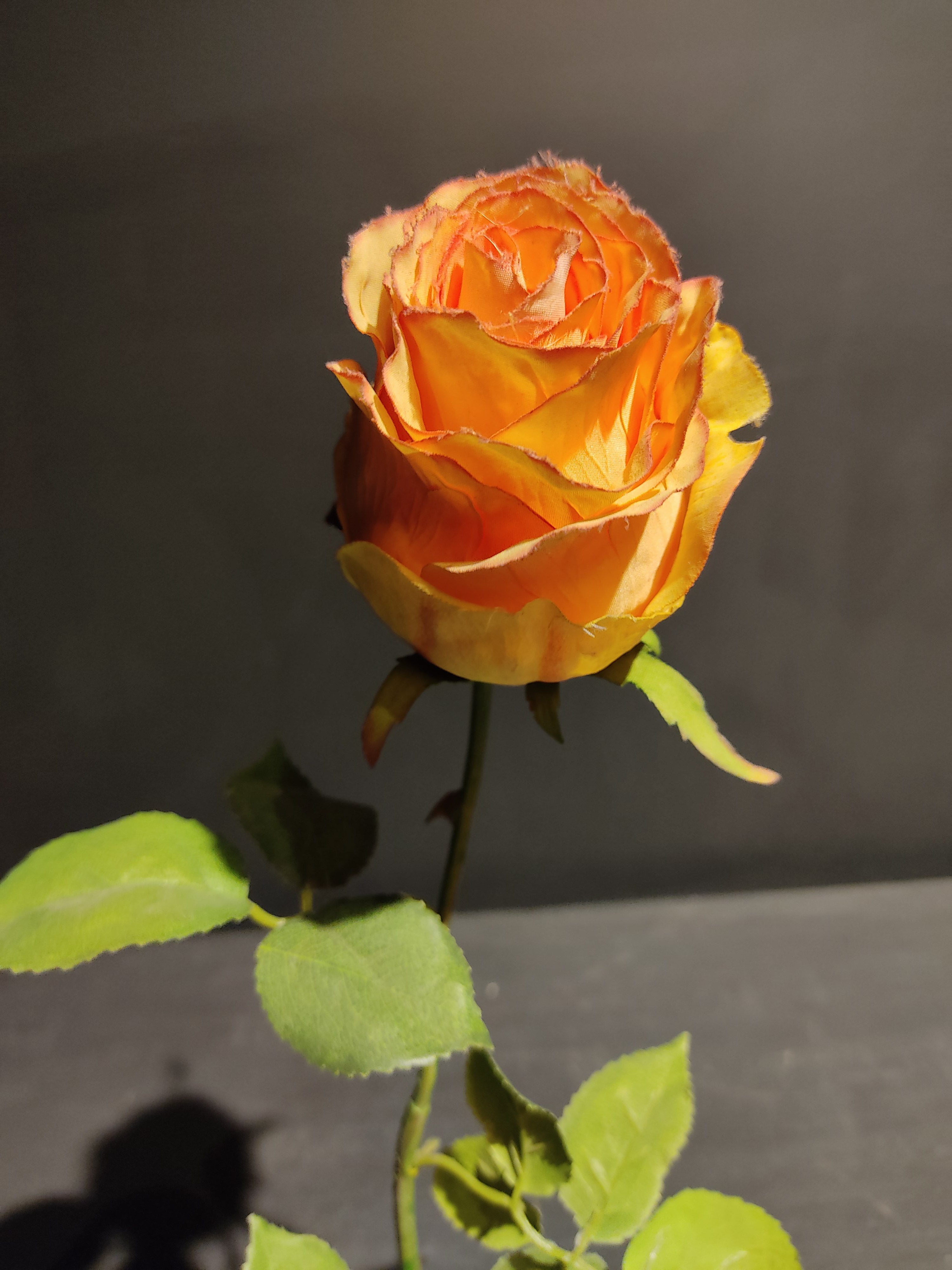 Rosa Peach