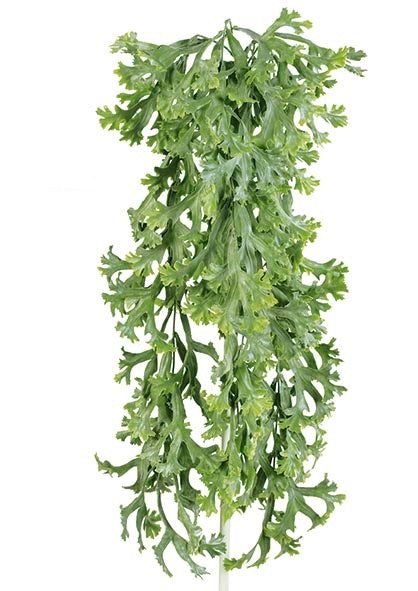 Colgante Platycerium