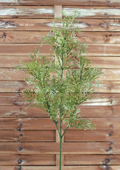 Rama Fern