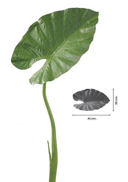 Hoja alocasia