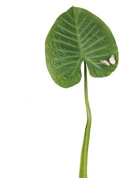 Hoja Alocasia redondeada