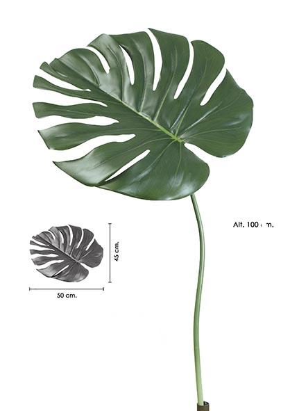 Hoja monstera