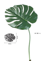 Hoja monstera