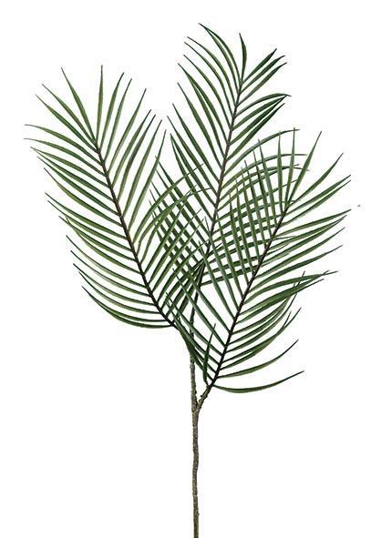 Rama Areca