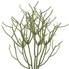 Mata rhipsalis