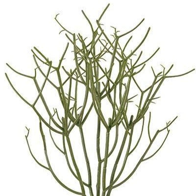 Mata rhipsalis