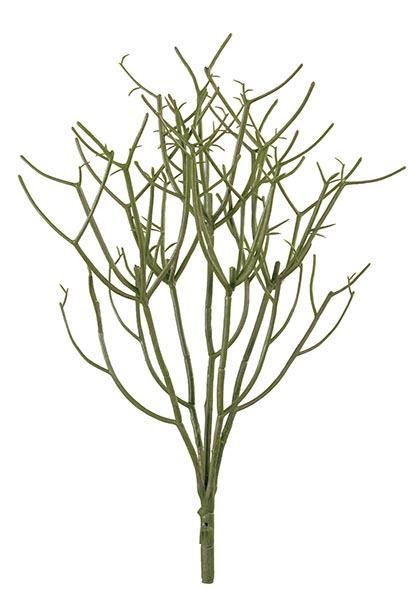 Mata rhipsalis