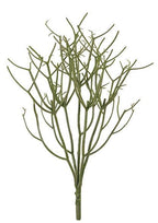 Mata rhipsalis