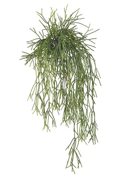 Mata Rhipsalis