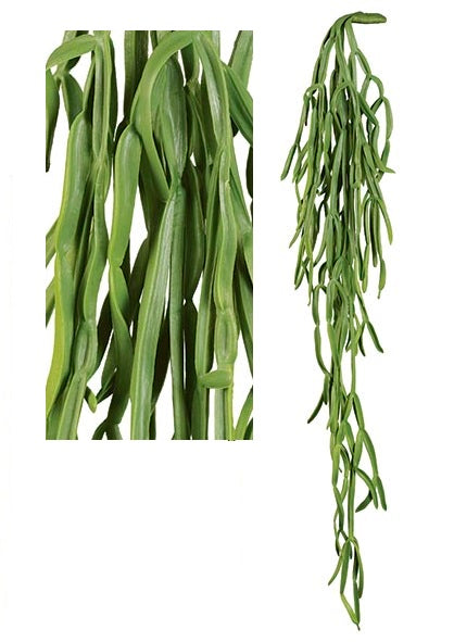 Colgante Rhipsalis