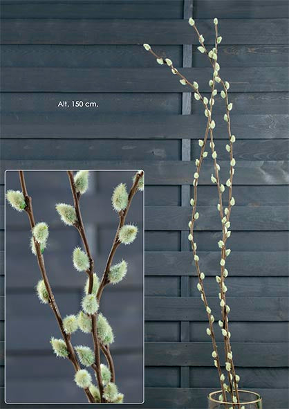 Salix en vara
