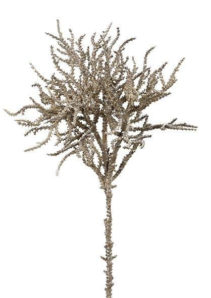 Coral tipo rama marron