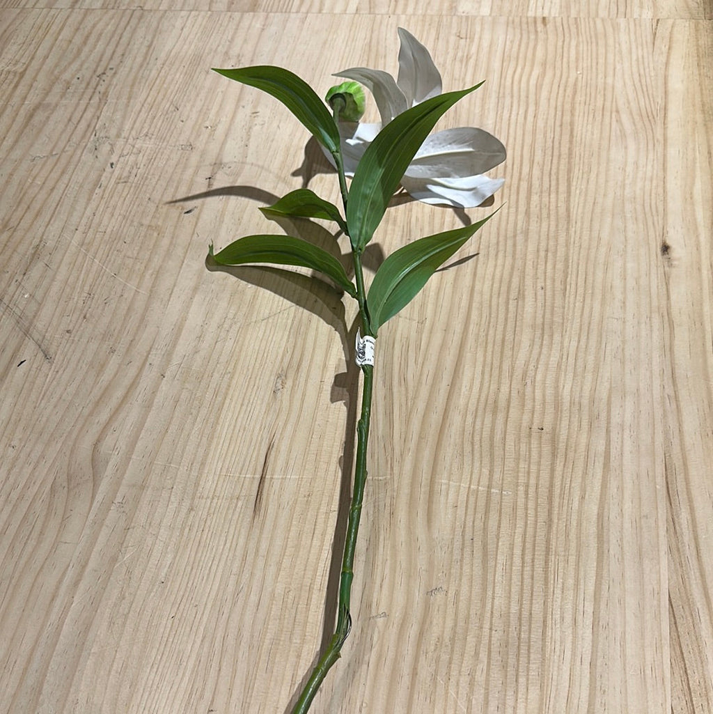 Lilium le Blank