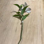 Lilium le Blank