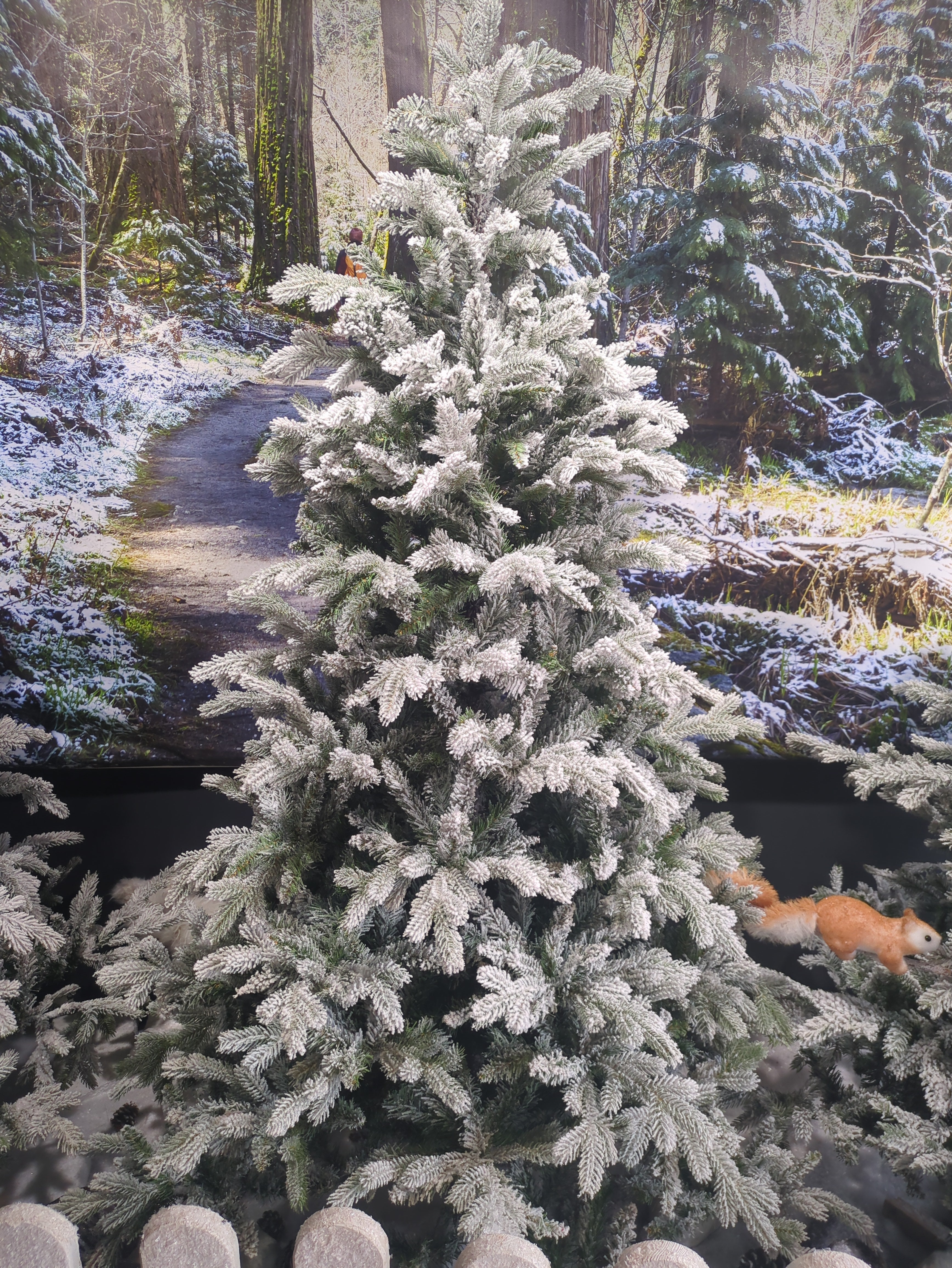 Grandis fir Nevado - Árbol de Navidad